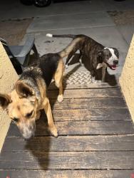 Found/Stray Male Dog last seen Avenue J and 70th west, Lancaster, CA 93536