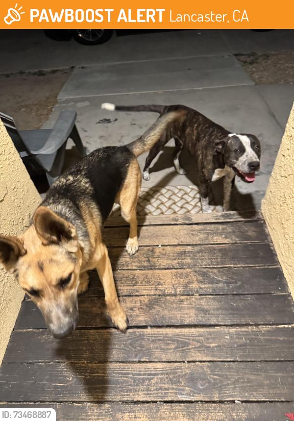 Found/Stray Male Dog last seen Avenue J and 70th west, Lancaster, CA 93536