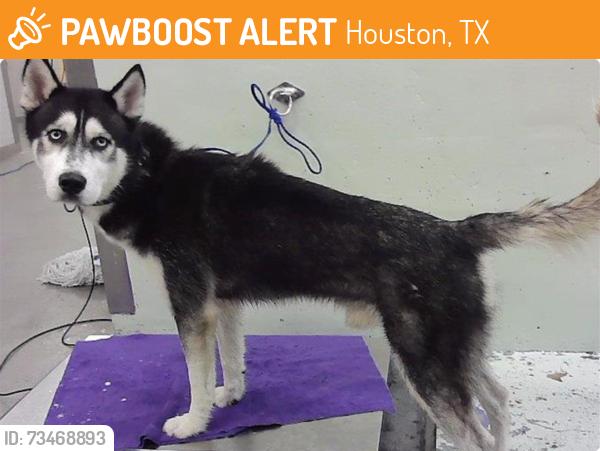 Found/Stray Male Dog last seen Jensen and Evella, Houston, TX 77026
