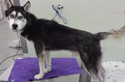 Found/Stray Male Dog last seen Jensen and Evella, Houston, TX 77026