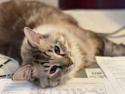 Reunited Male Cat last seen Buckhorn Ridge Subdivision, Valrico, FL 33594