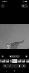Found/Stray Unknown Cat last seen Kickapoo & Onaga, Yucca Valley, CA 92284