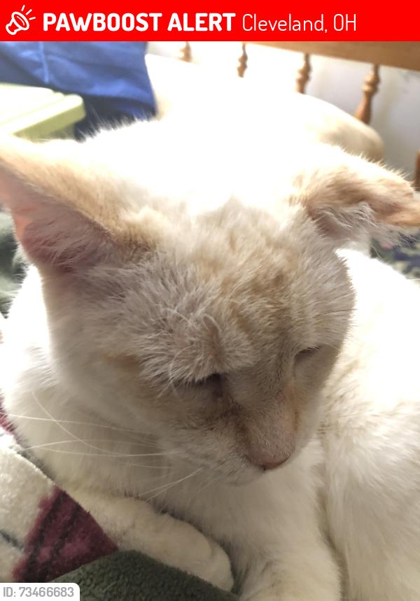 Lost Male Cat last seen west 140th and trisket, Cleveland, OH 44111