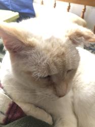 Lost Male Cat last seen west 140th and trisket, Cleveland, OH 44111