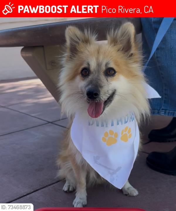 Lost Male Dog last seen Paramount Blvd and Carron Dr, Pico Rivera, CA 90660