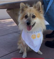 Lost Male Dog last seen Paramount Blvd and Carron Dr, Pico Rivera, CA 90660