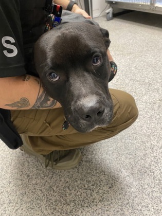 Shelter Stray Male Dog last seen Near Main St, Vanceboro, NC, 1639 Old Airport Rd, New Bern, NC 28562, USA