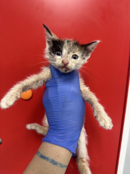 Shelter Stray Female Cat last seen Near South Live Oak Drive, Berkeley County, SC, 2455 Remount Rd, North Charleston, SC 29406, USA