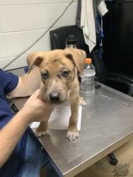 Shelter Stray Female Dog last seen , , TX, 355 Hillshire Dr, Haslet, TX 76052, USA
