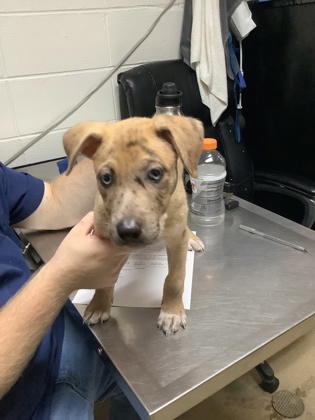 Shelter Stray Female Dog last seen , , TX, 355 Hillshire Dr, Haslet, TX 76052, USA