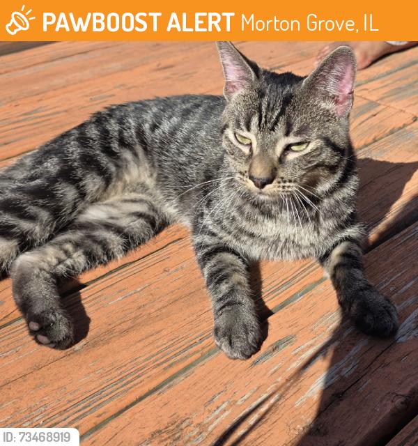 Found/Stray Male Cat last seen Lake street by Harrer Park, Morton Grove, IL 60053