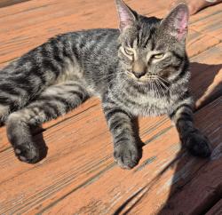 Found/Stray Male Cat last seen Lake street by Harrer Park, Morton Grove, IL 60053