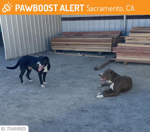 Found/Stray Male Dog last seen Jackson road and fruitrudge rd, Sacramento, CA 95826