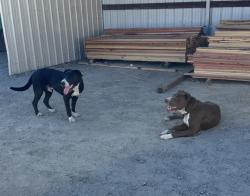 Found/Stray Male Dog last seen Jackson road and fruitrudge rd, Sacramento, CA 95826