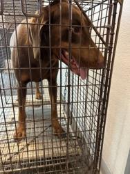 Shelter Stray Male Dog last seen N Valentine Ave & W McKinley Ave, Fresno Zone Fresno CO 2 93722, CA, 1510 W Dan Ronquillo Dr, Fresno, CA 93706, USA