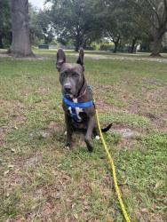 Shelter Stray Female Dog last seen Willow and Lincoln, Vero Beach, FL, 6230 77th St, Vero Beach, FL 32967, USA
