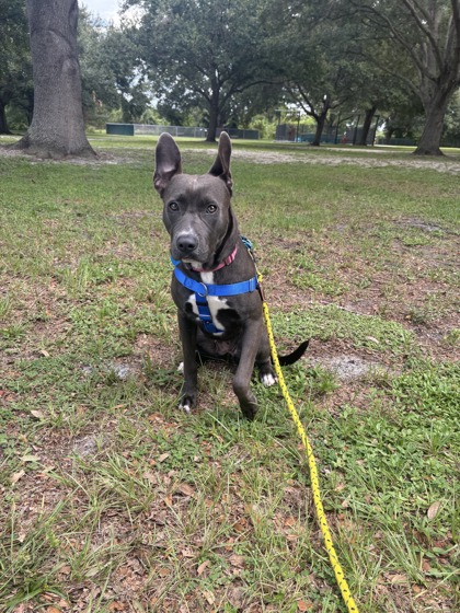 Shelter Stray Female Dog last seen Willow and Lincoln, Vero Beach, FL, 6230 77th St, Vero Beach, FL 32967, USA