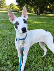Shelter Stray Female Dog last seen Near 9th Str SW, IRC AC, FL, 6230 77th St, Vero Beach, FL 32967, USA