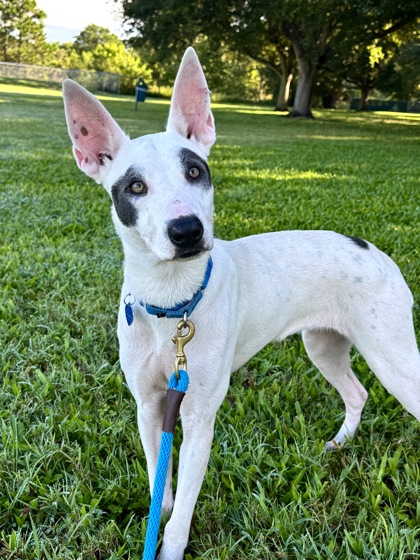 Shelter Stray Female Dog last seen Near 9th Str SW, IRC AC, FL, 6230 77th St, Vero Beach, FL 32967, USA