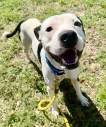 Shelter Stray Male Dog last seen Babcock and 109th Street, Fellsmere, FL, 6230 77th St, Vero Beach, FL 32967, USA