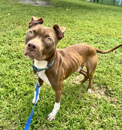Shelter Stray Male Dog last seen under a bridge on Old Dixie Hwy Se, IRC AC, FL, 6230 77th St, Vero Beach, FL 32967, USA