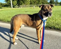 Shelter Stray Male Dog last seen 106th St (no house number given), IRC SD, FL, 6230 77th St, Vero Beach, FL 32967, USA