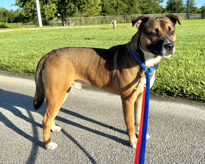 Shelter Stray Male Dog last seen 106th St (no house number given), IRC SD, FL, 6230 77th St, Vero Beach, FL 32967, USA