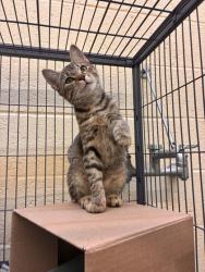 Shelter Stray Female Cat last seen Near 86th Ct, IRC AC, FL, 6230 77th St, Vero Beach, FL 32967, USA