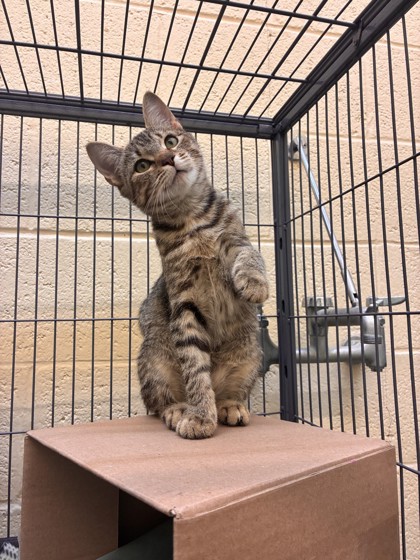 Shelter Stray Female Cat last seen Near 86th Ct, IRC AC, FL, 6230 77th St, Vero Beach, FL 32967, USA