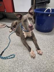 Shelter Stray Female Dog last seen Near N Patterson Park ave, 21205, MD, 2490 Giles Rd, Baltimore, MD 21225, USA