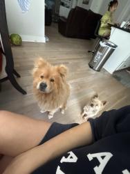 Reunited Female Dog last seen Corner Dr, Smyrna, TN 37167