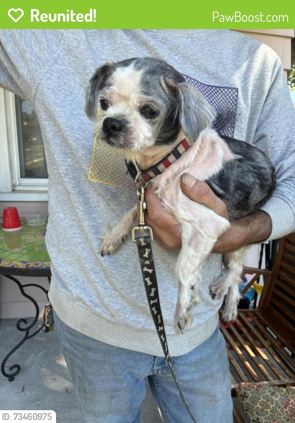 Reunited Female Dog last seen Rockne and Shelly, Yonkers, NY 10701