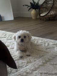 Reunited Male Dog last seen Mansions of Denton, Denton, TX 76207