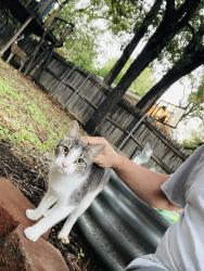 Found/Stray Unknown Cat last seen Bowen and High Oak, Arlington, TX 76015