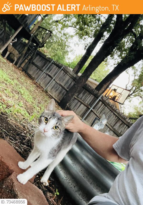 Found/Stray Unknown Cat last seen Bowen and High Oak, Arlington, TX 76015