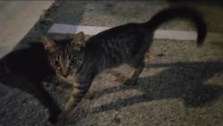 Lost Male Cat last seen Potranco, San Antonio, TX 78251