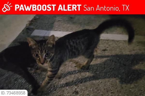 Lost Male Cat last seen Potranco, San Antonio, TX 78251