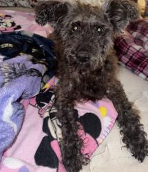 Found/Stray Female Dog last seen Mayfield and New York, Arlington, TX 76012