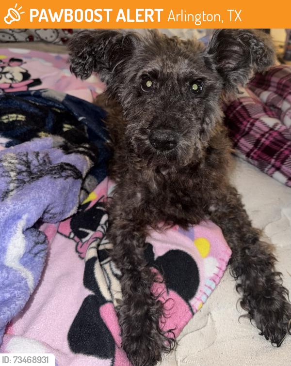 Found/Stray Female Dog last seen Mayfield and New York, Arlington, TX 76012