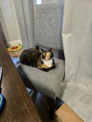 Lost Female Cat last seen Durom ave, Clark, NJ 07066