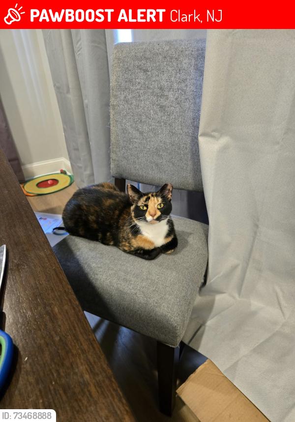 Lost Female Cat last seen Durom ave, Clark, NJ 07066