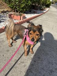 Lost Female Dog last seen Near Rasmussen Way, might have gone to the trails nearby, San Diego, CA 92129