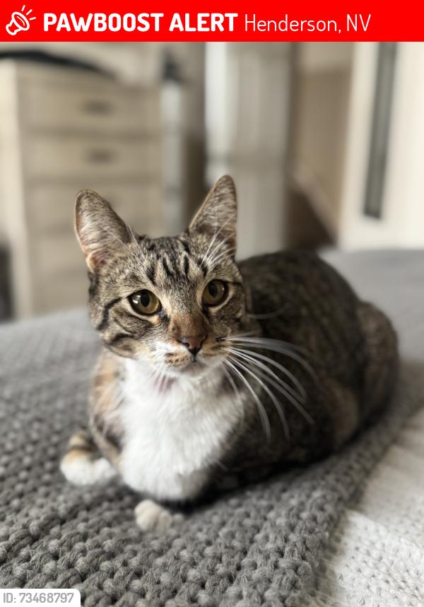 Lost Male Cat last seen Spring Lake Dr/Colt Dr near River Mountain Park, Henderson, NV 89002