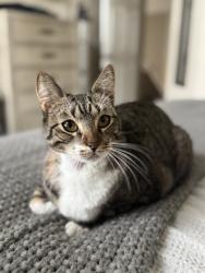 Lost Male Cat last seen Spring Lake Dr/Colt Dr near River Mountain Park, Henderson, NV 89002