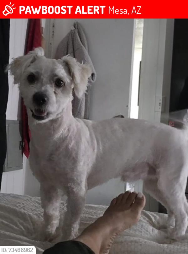 Lost Male Dog last seen Lote:AA53, Mesa, AZ 85207