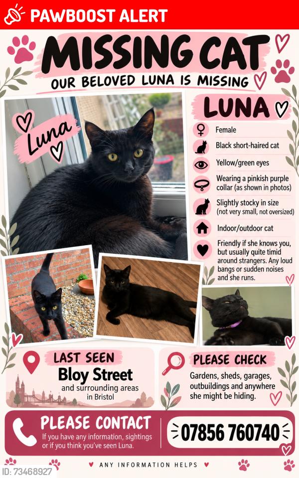 Lost Female Cat last seen Bristol bath cycle path, Colston Road, Chelsea park, Easton, England BS5 6BA