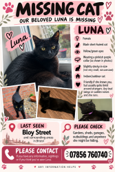 Lost Female Cat last seen Bristol bath cycle path, Colston Road, Chelsea park, Easton, England BS5 6BA