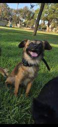Lost Male Dog last seen 190/normandie, Torrance, CA 90501