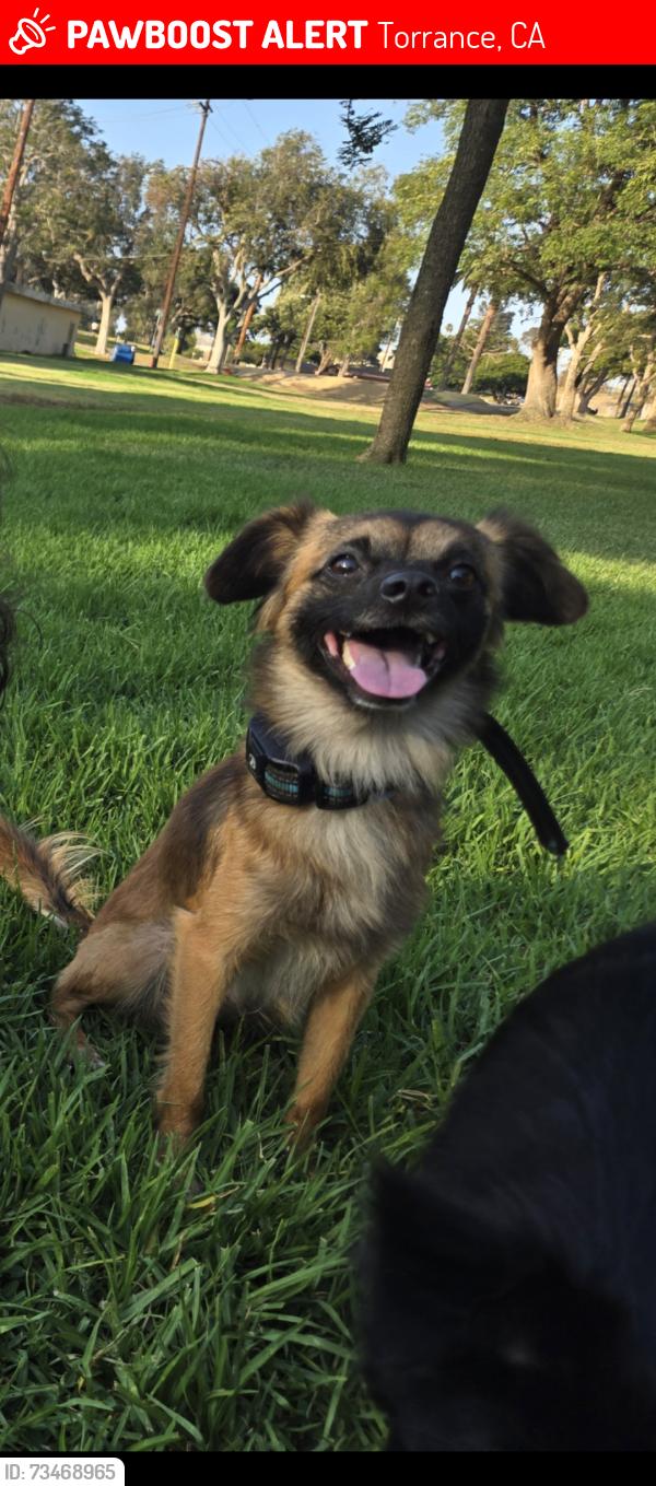 Lost Male Dog last seen 190/normandie, Torrance, CA 90501