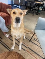 Reunited Male Dog last seen Terracing and vista village, Vista, CA 92083